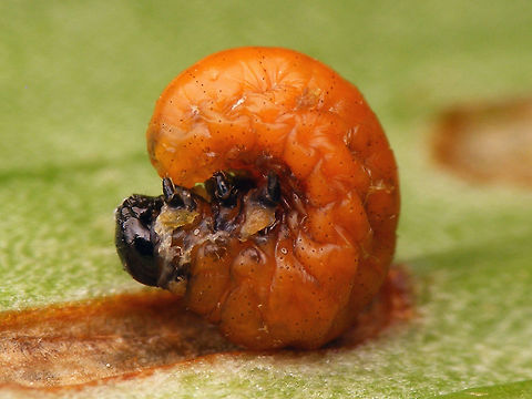 Lilioceris lilii - Mature larva Shortly before dropping itself and digging into the earth to pupate Chrysomelidae,Criocerinae,Larva,Lilioceris,Lilioceris lilii,Lily leaf beetle,Scarlet lily beetle,nl: Leliehaantje