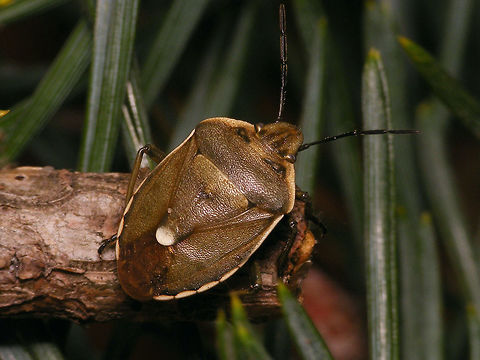 Chlorochroa pinicola  Carpocorini,Chlorochroa,Chlorochroa pinicola,Pentatomidae,Pentatominae,nl: Dennenschildwants