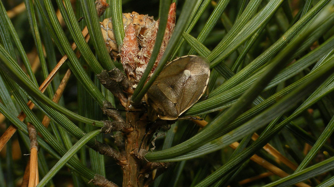 Chlorochroa pinicola - Hiding Same animal a few days later, changing colour for winter:<br />
<figure class="photo"><a href="https://www.jungledragon.com/image/68484/chlorochroa_pinicola.html" title="Chlorochroa pinicola"><img src="https://s3.amazonaws.com/media.jungledragon.com/images/3043/68484_thumb.jpg?AWSAccessKeyId=05GMT0V3GWVNE7GGM1R2&Expires=1767225610&Signature=CuQVGXYL%2FCclYfGi9tWCD2LKpaQ%3D" width="200" height="114" alt="Chlorochroa pinicola Same animal, a few days earlier (greener still):<br />
https://www.jungledragon.com/image/68483/chlorochroa_pinicola_-_hiding.html Carpocorini,Chlorochroa,Chlorochroa pinicola,Geotagged,Netherlands,Pentatomidae,Pentatominae,nl: Dennenschildwants" /></a></figure><br />
<figure class="photo"><a href="https://www.jungledragon.com/image/68486/chlorochroa_pinicola.html" title="Chlorochroa pinicola"><img src="https://s3.amazonaws.com/media.jungledragon.com/images/3043/68486_thumb.jpg?AWSAccessKeyId=05GMT0V3GWVNE7GGM1R2&Expires=1767225610&Signature=9Icnda%2FYnpMSqnGadOuaTdDlJ5I%3D" width="200" height="114" alt="Chlorochroa pinicola Same animal, a few days earlier (greener still):<br />
https://www.jungledragon.com/image/68483/chlorochroa_pinicola_-_hiding.html Carpocorini,Chlorochroa,Chlorochroa pinicola,Pentatomidae,Pentatominae,nl: Dennenschildwants" /></a></figure> Carpocorini,Chlorochroa,Chlorochroa pinicola,Geotagged,Netherlands,Pentatomidae,Pentatominae,nl: Dennenschildwants