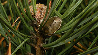 Chlorochroa pinicola - Hiding Same animal a few days later, changing colour for winter:<br />
https://www.jungledragon.com/image/68484/chlorochroa_pinicola.html<br />
https://www.jungledragon.com/image/68486/chlorochroa_pinicola.html Carpocorini,Chlorochroa,Chlorochroa pinicola,Geotagged,Netherlands,Pentatomidae,Pentatominae,nl: Dennenschildwants