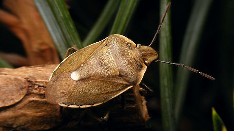 Chlorochroa pinicola Same animal, a few days earlier (greener still):
https://www.jungledragon.com/image/68483/chlorochroa_pinicola_-_hiding.html Carpocorini,Chlorochroa,Chlorochroa pinicola,Geotagged,Netherlands,Pentatomidae,Pentatominae,nl: Dennenschildwants