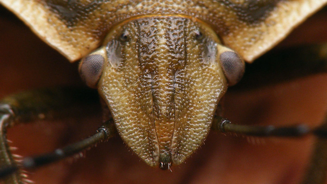 Chlorochroa pinicola - head detail  Carpocorini,Chlorochroa,Chlorochroa pinicola,Pentatomidae,Pentatominae,nl: Dennenschildwants