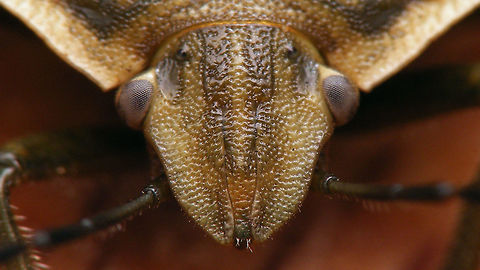 Chlorochroa pinicola - head detail  Carpocorini,Chlorochroa,Chlorochroa pinicola,Pentatomidae,Pentatominae,nl: Dennenschildwants