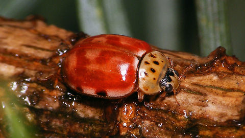 Harmonia quadripunctata - Hardly spotted  Coccinellidae,Coccinellinae,Coleoptera,Cream-streaked Ladybird,Harmonia,Harmonia quadripunctata,Ladybird,nl: Harlekijnlieveheersbeestje