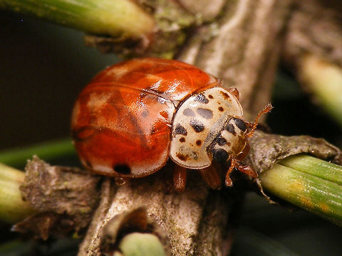 Harmonia quadripunctata - In Pine tree  Coccinellidae,Coccinellinae,Coleoptera,Cream-streaked Ladybird,Harmonia,Harmonia quadripunctata,Ladybird,nl: Harlekijnlieveheersbeestje