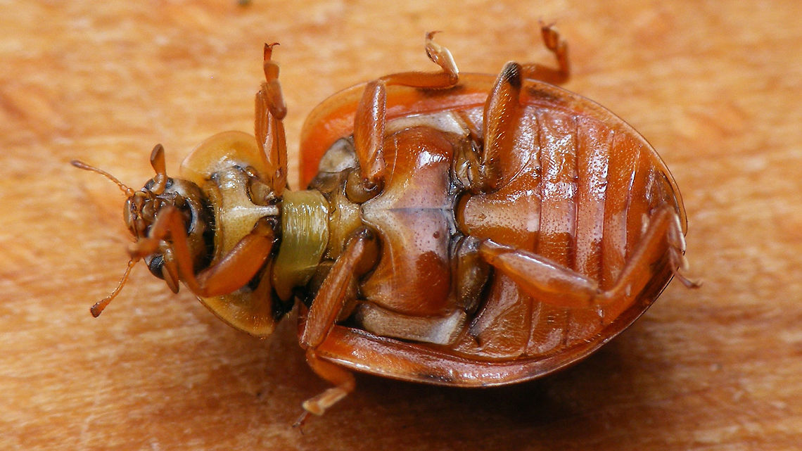 Harmonia quadripunctata - ventral  Coccinellidae,Coccinellinae,Coleoptera,Cream-streaked Ladybird,Harmonia,Harmonia quadripunctata,Ladybird,nl: Harlekijnlieveheersbeestje
