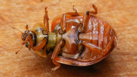 Harmonia quadripunctata - ventral  Coccinellidae,Coccinellinae,Coleoptera,Cream-streaked Ladybird,Harmonia,Harmonia quadripunctata,Ladybird,nl: Harlekijnlieveheersbeestje