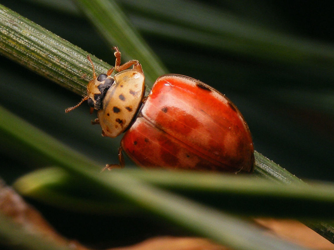 Harmonia quadripunctata - On Pine needle  Coccinellidae,Coccinellinae,Coleoptera,Cream-streaked Ladybird,Harmonia,Harmonia quadripunctata,Ladybird,nl: Harlekijnlieveheersbeestje