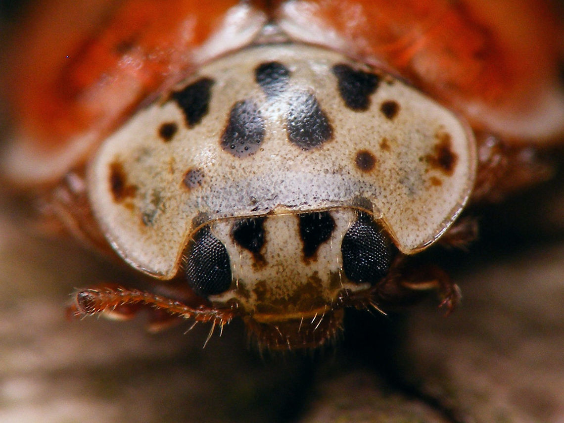 Harmonia quadripunctata - Mugshot  Coccinellidae,Coccinellinae,Coleoptera,Cream-streaked Ladybird,Harmonia,Harmonia quadripunctata,Ladybird,nl: Harlekijnlieveheersbeestje