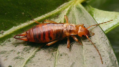 Woodland Earwig - Female  Chelidurella,Chelidurella Acanthopygia,Chelidurella acanthopygia,Chelidurella guentheri,Dermaptera,Forficulidae,Geotagged,Netherlands,Woodland Earwig,nl: Bosoorworm
