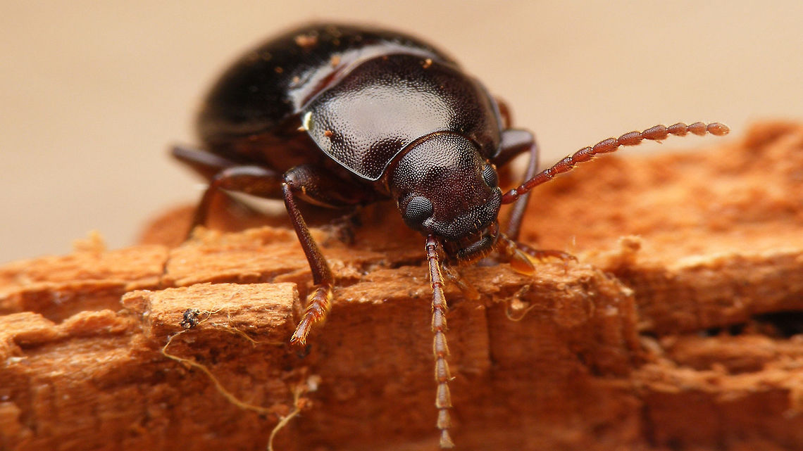 Nalassus laevioctostriatus - Frontal  Helopini,Nalassus,Nalassus laevioctostriatus,Tenebrionidae