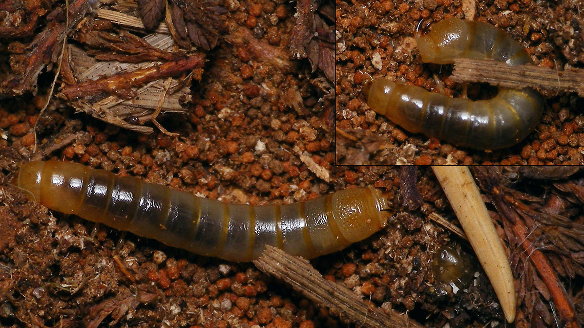 Nalassus laevioctostriatus - Larva Found this larva under a stone in an area where Nalassus laevioctostriatus is abundant. Just took the two images, but going by what is visible on the photo and some keys to the larvae that I found, as well as ruling out some options of species that don&#039;t occur in area (or even country), it should be safe to ID this as N.l.    Geotagged,Helopini,Larva,Nalassus,Nalassus laevioctostriatus,Netherlands,Tenebrionidae