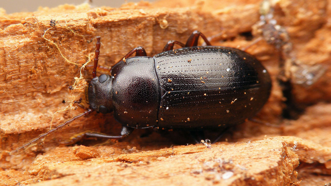 Nalassus laevioctostriatus - Dorsal  Helopini,Nalassus,Nalassus laevioctostriatus,Tenebrionidae