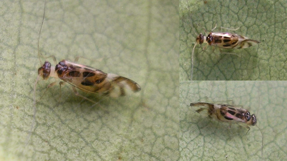 Graphopsocus cruciatus - Macropterous Older (and very bad) images of a macropterous adult Graphopsocus cruciatus, just to contrast the sub-macropterous female here:<br />
<figure class="photo"><a href="https://www.jungledragon.com/image/68689/graphopsocus_cruciatus_-_sub-macropterous_female.html" title="Graphopsocus cruciatus - Sub-macropterous female"><img src="https://s3.amazonaws.com/media.jungledragon.com/images/3043/68689_thumb.jpg?AWSAccessKeyId=05GMT0V3GWVNE7GGM1R2&Expires=1759968010&Signature=Pup7k3sCrfkWZbThvfeD9aMCngk%3D" width="200" height="114" alt="Graphopsocus cruciatus - Sub-macropterous female Found this sub-macropterous female yesterday, prompting me to have a look at my old images of the species. Big disappointment. I&#039;ll upload two oldies anyway to document the species, but I will need to make new images sometime soon...<br />
Same female a tad closer:<br />
https://www.jungledragon.com/image/68688/graphopsocus_cruciatus.html<br />
For contrast, an old image of a fully macropterous adult:<br />
https://www.jungledragon.com/image/68686/graphopsocus_cruciatus_-_macropterous.html Geotagged,Graphopsocus,Graphopsocus cruciatus,Jane&#039;s garden,Netherlands,Psocoptera,Stenopsocidae" /></a></figure> Graphopsocus,Graphopsocus cruciatus,Psocoptera,Stenopsocidae