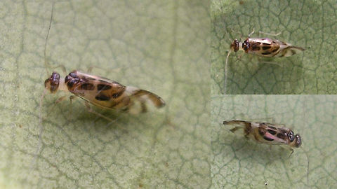 Graphopsocus cruciatus - Macropterous Older (and very bad) images of a macropterous adult Graphopsocus cruciatus, just to contrast the sub-macropterous female here:
https://www.jungledragon.com/image/68689/graphopsocus_cruciatus_-_sub-macropterous_female.html Graphopsocus,Graphopsocus cruciatus,Psocoptera,Stenopsocidae