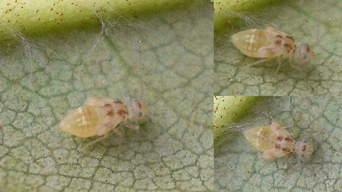 Graphopsocus cruciatus - Nymph Older (and very bad) images of a last stadium nymph Graphopsocus cruciatus, just to document the species Graphopsocus,Graphopsocus cruciatus,Nymph,Psocoptera,Stenopsocidae