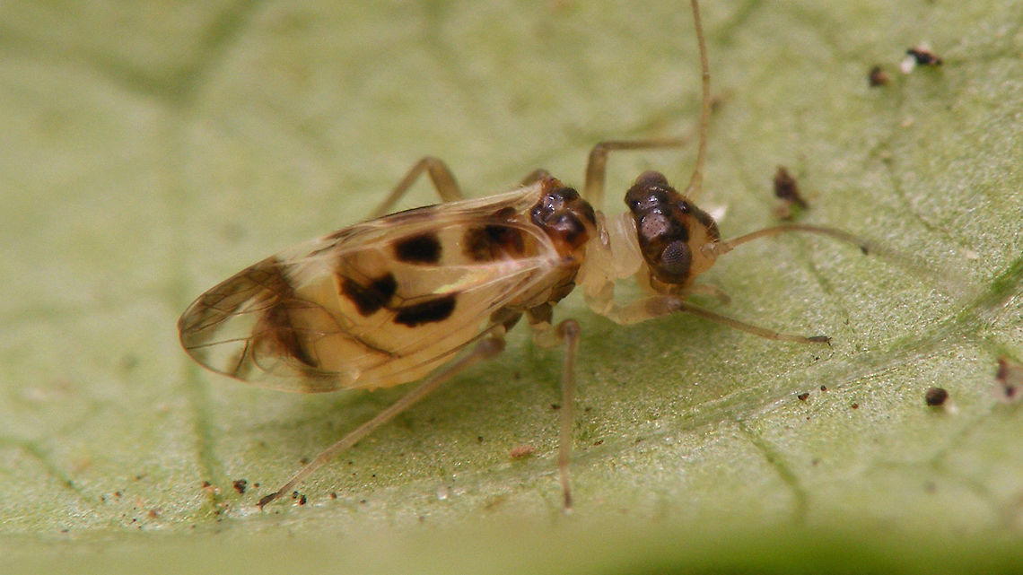 Graphopsocus cruciatus Found this sub-macropterous female yesterday, prompting me to have a look at my old images of the species. Big disappointment. I'll upload two oldies anyway to document the species, but I will need to make new images sometime soon...<br />
Same female full view, including antennae:<br />
<figure class="photo"><a href="https://www.jungledragon.com/image/68689/graphopsocus_cruciatus_-_sub-macropterous_female.html" title="Graphopsocus cruciatus - Sub-macropterous female"><img src="https://s3.amazonaws.com/media.jungledragon.com/images/3043/68689_thumb.jpg?AWSAccessKeyId=05GMT0V3GWVNE7GGM1R2&Expires=1759968010&Signature=Pup7k3sCrfkWZbThvfeD9aMCngk%3D" width="200" height="114" alt="Graphopsocus cruciatus - Sub-macropterous female Found this sub-macropterous female yesterday, prompting me to have a look at my old images of the species. Big disappointment. I'll upload two oldies anyway to document the species, but I will need to make new images sometime soon...<br />
Same female a tad closer:<br />
https://www.jungledragon.com/image/68688/graphopsocus_cruciatus.html<br />
For contrast, an old image of a fully macropterous adult:<br />
https://www.jungledragon.com/image/68686/graphopsocus_cruciatus_-_macropterous.html Geotagged,Graphopsocus,Graphopsocus cruciatus,Jane's garden,Netherlands,Psocoptera,Stenopsocidae" /></a></figure> Geotagged,Graphopsocus,Graphopsocus cruciatus,Jane's garden,Netherlands,Psocoptera,Stenopsocidae