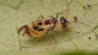 Graphopsocus cruciatus Found this sub-macropterous female yesterday, prompting me to have a look at my old images of the species. Big disappointment. I'll upload two oldies anyway to document the species, but I will need to make new images sometime soon...<br />
Same female full view, including antennae:<br />
https://www.jungledragon.com/image/68689/graphopsocus_cruciatus_-_sub-macropterous_female.html Geotagged,Graphopsocus,Graphopsocus cruciatus,Jane's garden,Netherlands,Psocoptera,Stenopsocidae