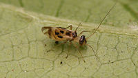 Graphopsocus cruciatus - Sub-macropterous female Found this sub-macropterous female yesterday, prompting me to have a look at my old images of the species. Big disappointment. I'll upload two oldies anyway to document the species, but I will need to make new images sometime soon...<br />
Same female a tad closer:<br />
https://www.jungledragon.com/image/68688/graphopsocus_cruciatus.html<br />
For contrast, an old image of a fully macropterous adult:<br />
https://www.jungledragon.com/image/68686/graphopsocus_cruciatus_-_macropterous.html Geotagged,Graphopsocus,Graphopsocus cruciatus,Jane's garden,Netherlands,Psocoptera,Stenopsocidae