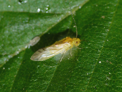 Valenzuela flavidus on eggs Browsing throuhg my older images of barklice today, I noticed this one was sitting on a batch of eggs (under a layer of silk) - hadn't noticed at the time I took the image or I would have made a better effort *rolleyes* Barklouse,Caeciliusidae,Eggs,Psocoptera,Valenzuela,Valenzuela flavidus