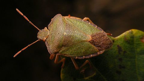 Palomena prasina - getting ready for winter Green shield bug starting to change colour to brownish for winter camouflage Geotagged,Green shield bug,Hemiptera,Heteroptera,Netherlands,Palomena,Palomena prasina,Pentatomidae,nl: Groene schildwants