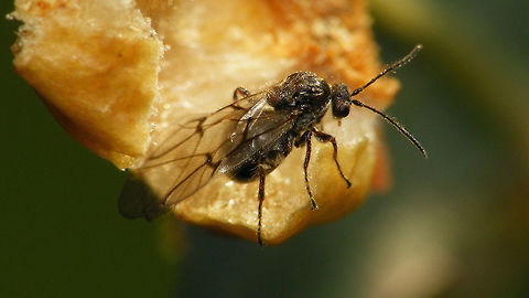 Cynips quercusfolii - lateral Found this wasp after opening a gall to look for its larve ...
Dorsal view here:
https://www.jungledragon.com/image/68711/dscf0248_hd.html Cynipid gall wasp,Cynipidae,Cynips,Cynips quercusfolii,Geotagged,Hymenoptera,Netherlands
