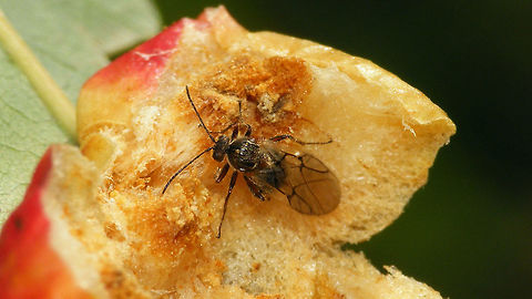Cynips quercusfolii - dorsal Found this wasp after opening a gall to look for its larve ...
More lateral view here:
https://www.jungledragon.com/image/68710/dscf0239_hd.html Cynipid gall wasp,Cynipidae,Cynips,Cynips quercusfolii,Geotagged,Hymenoptera,Netherlands