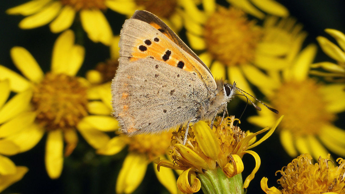 Lycaena phlaeas - wings closed Fairly late in the year - nov. 3rd Butterfly,Geotagged,Lepidoptera,Lycaena,Lycaena phlaeas,Lycaenidae,Netherlands,Rhopalocera,Small Copper