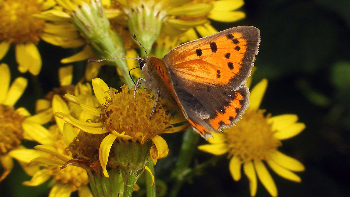 Lycaena phlaeas - wings open Fairly late in the year - nov. 3rd Butterfly,Geotagged,Lepidoptera,Lycaena,Lycaena phlaeas,Lycaenidae,Netherlands,Rhopalocera,Small Copper