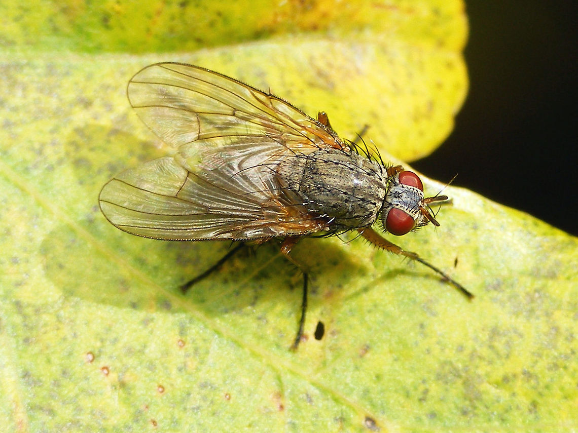 Helina impuncta - female Hopeless with Diptera ... might well be Helina impuncta, but waiting for confirmation<br />
Update: Forum discussion makes me all the more confident the ID should be okay:<br />
<a href="https://forum.waarneming.nl/smf/index.php?topic=442010.0" rel="nofollow">https://forum.waarneming.nl/smf/index.php?topic=442010.0</a> Diptera,Geotagged,Helina,Helina impuncta,Muscidae,Netherlands,true fly