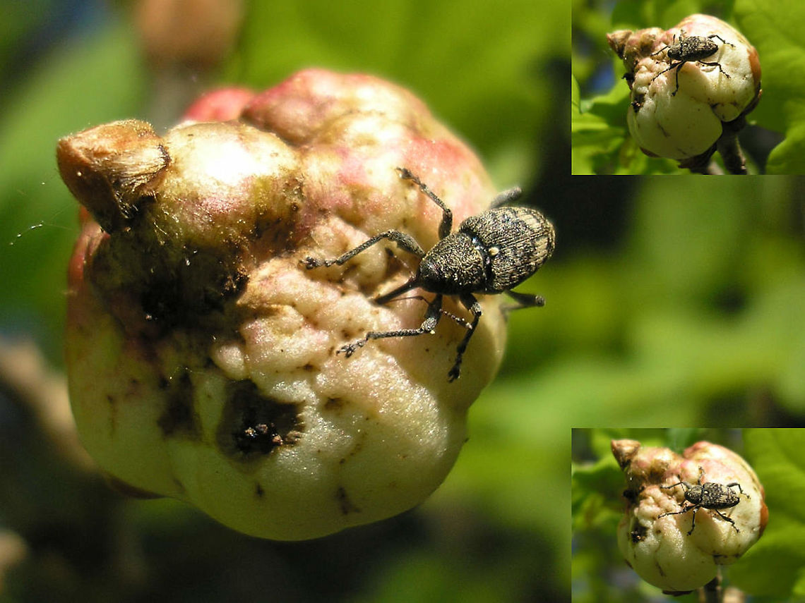 Curculio villosus boring into an oak apple Curculio villosus boring into a gall (&quot;oak apple&quot;) on Oak caused by the gall wasp Biorhiza pallida, to later insert an egg into the gall.<br />
This is an example of &quot;secondary&quot; usage of the gall body, by another organism than the one causing the gall in the first place.  Biorhiza,Biorhiza pallida,Coleoptera,Curculio,Curculio villosus,Curculionidae,Cynipidae,Hymenoptera,Oak,Oak apple,gall,nl: Aardappelgalwesp,nl: Eikengalboorder