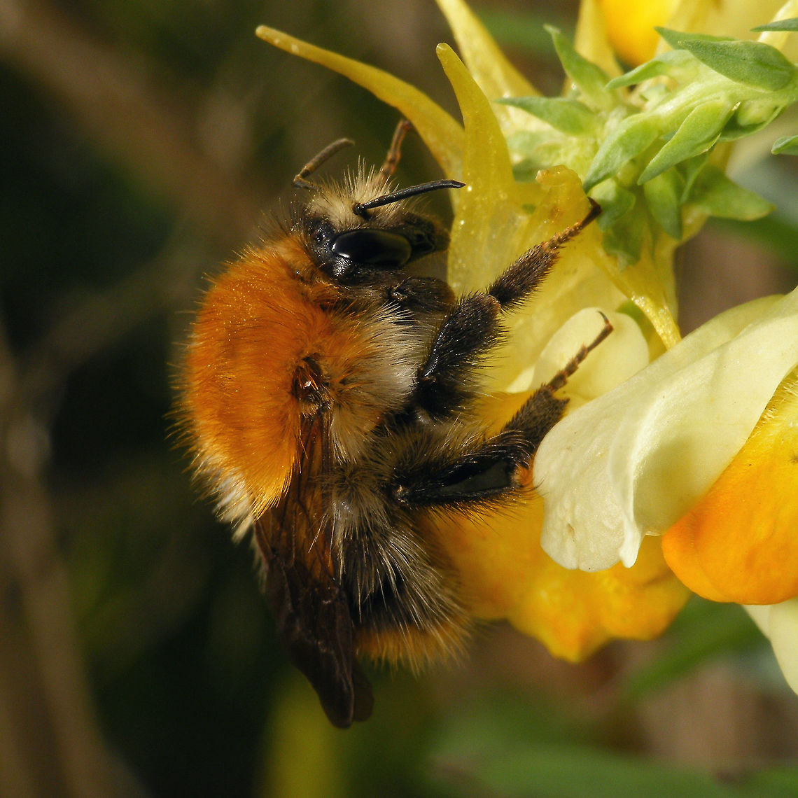 Bombus pascuorum I don&#039;t usually shoot bees etc. but this one was sitting so still that it just asked for it ... tentative ID by self based on PDF key for Germany, Austria and Switzerland. Apidae,Bombus,Bombus pascuorum,Common Carder-bee,Geotagged,Hymenoptera,Netherlands,bumble bee