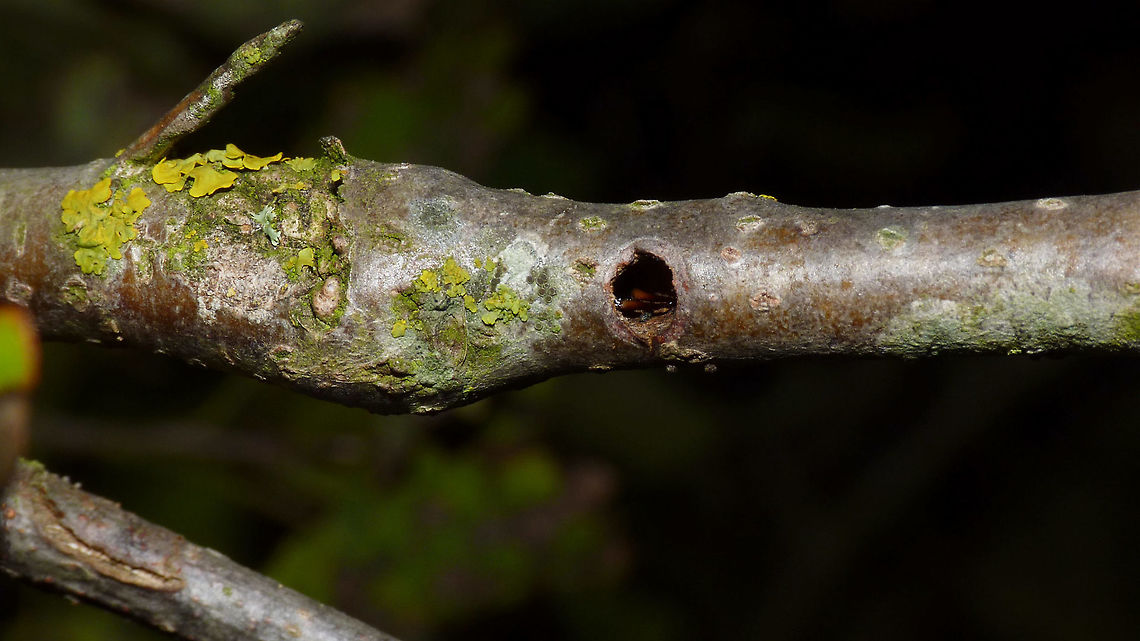 Saperda populnea - Gall inhabited by earwig Gall with exit hole in twig of a Poplar tree (Populus sp.) caused by larva of Saperda populnea.<br />
If you look closely, you can see that the empty gall is now used as a shelter by a female European Earwig (Forficula auricularia) :o)<br />
Another gall and exit hole on the same tree:<br />
<figure class="photo"><a href="https://www.jungledragon.com/image/68796/saperda_populnea_-_gall_inhabited_by_earwig.html" title="Saperda populnea - Gall inhabited by earwig"><img src="https://s3.amazonaws.com/media.jungledragon.com/images/3043/68796_thumb.jpg?AWSAccessKeyId=05GMT0V3GWVNE7GGM1R2&Expires=1759968010&Signature=qNi5fILj8FZBVEx9V5UvGoAXMNA%3D" width="200" height="114" alt="Saperda populnea - Gall inhabited by earwig Gall with exit hole in twig of a Poplar tree (Populus sp.) caused by larva of Saperda populnea.<br />
If you look closely, you can see that the empty gall is now used as a shelter by a female European Earwig (Forficula auricularia) :o)<br />
Another gall and exit hole on the same tree:<br />
https://www.jungledragon.com/image/68796/saperda_populnea_-_exit_hole_earwig.html<br />
A couple of Saperda populnea found on the same tree:<br />
https://www.jungledragon.com/image/48040/saperda_populnea_-_female.html<br />
https://www.jungledragon.com/image/48041/saperda_populnea_-_male_collage.html Cerambycidae,Coleoptera,Earwig,Exit hole,Forficula auricularia,Gall,Geotagged,Netherlands,Populus,Saperda,Saperda populnea,Small poplar borer" /></a></figure><br />
A couple of Saperda populnea found on the same tree:<br />
<figure class="photo"><a href="https://www.jungledragon.com/image/48040/saperda_populnea_-_female.html" title="Saperda populnea - Female"><img src="https://s3.amazonaws.com/media.jungledragon.com/images/3043/48040_thumb.jpg?AWSAccessKeyId=05GMT0V3GWVNE7GGM1R2&Expires=1759968010&Signature=5Pm8EgqNBzcm5VmbTrZiQ%2BiAw2c%3D" width="200" height="150" alt="Saperda populnea - Female This is the female of the &quot;lesser poplar longhorn&quot; (Kleine Populierenboktor) Saperda populnea, with 10-15mm a good deal smaller than its congener Saperda carcharias (20-23mm)<br />
The male has slightly longer antennae: https://www.jungledragon.com/image/48041/saperda_populnea_-_male_collage.html<br />
<br />
Here is Saperda carcharias: https://www.jungledragon.com/image/48039/saperda_carcharias.html<br />
 Cerambycidae,Coleoptera,Geotagged,Netherlands,Saperda,Saperda populnea,Small poplar borer" /></a></figure><br />
<figure class="photo"><a href="https://www.jungledragon.com/image/48041/saperda_populnea_-_male_collage.html" title="Saperda populnea - Male collage"><img src="https://s3.amazonaws.com/media.jungledragon.com/images/3043/48041_thumb.jpg?AWSAccessKeyId=05GMT0V3GWVNE7GGM1R2&Expires=1759968010&Signature=hQ39FYDk8lHVeocHQqzahE2hqGg%3D" width="200" height="150" alt="Saperda populnea - Male collage This is a male of the &quot;lesser poplar longhorn&quot; (Kleine Populierenboktor) Saperda populnea, with 10-15mm a good deal smaller than its congener Saperda carcharias (20-23mm).<br />
The female has slightly shorter antennae:<br />
https://www.jungledragon.com/image/48041/saperda_populnea_-_female.html<br />
<br />
Here is Saperda carcharias: https://www.jungledragon.com/image/48039/saperda_carcharias.html Cerambycidae,Coleoptera,Geotagged,Netherlands,Saperda,Saperda populnea,Small poplar borer" /></a></figure> Cerambycidae,Coleoptera,Earwig,Exit hole,Forficula auricularia,Gall,Geotagged,Netherlands,Populus,Saperda,Saperda populnea,Small poplar borer
