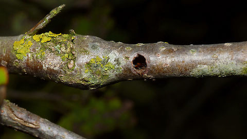 Saperda populnea - Gall inhabited by earwig Gall with exit hole in twig of a Poplar tree (Populus sp.) caused by larva of Saperda populnea.
If you look closely, you can see that the empty gall is now used as a shelter by a female European Earwig (Forficula auricularia) :o)
Another gall and exit hole on the same tree:
https://www.jungledragon.com/image/68796/saperda_populnea_-_exit_hole_earwig.html
A couple of Saperda populnea found on the same tree:
https://www.jungledragon.com/image/48040/saperda_populnea_-_female.html
https://www.jungledragon.com/image/48041/saperda_populnea_-_male_collage.html Cerambycidae,Coleoptera,Earwig,Exit hole,Forficula auricularia,Gall,Geotagged,Netherlands,Populus,Saperda,Saperda populnea,Small poplar borer