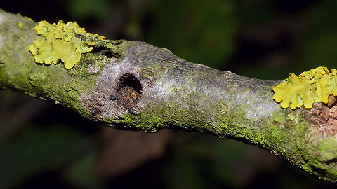 Saperda populnea - Gall with exit hole Gall with exit hole in twig of a Poplar tree (Populus sp.) caused by larva of Saperda populnea.
Another gall and exit hole on the same tree:
https://www.jungledragon.com/image/68796/saperda_populnea_-_exit_hole_earwig.html
A couple of Saperda populnea found on the same tree:
https://www.jungledragon.com/image/48040/saperda_populnea_-_female.html
https://www.jungledragon.com/image/48041/saperda_populnea_-_male_collage.html Cerambycidae,Coleoptera,Exit hole,Gall,Geotagged,Netherlands,Saperda,Saperda populnea,Small poplar borer