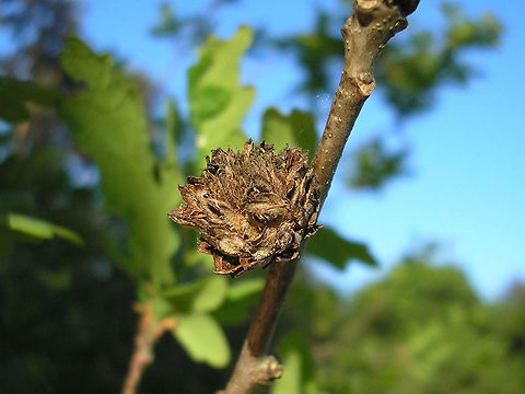 Andricus foecundatrix - Oak Artichoke Gall "Oak Artichoke" - A gall on oak caused by the gall wasp Andricus foecundatrix Andricus,Andricus foecundatrix,Cynipidae,Gall,Hymenoptera,Oak Artichoke,gall wasp