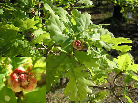 Biorhiza pallida - Gall on oak Gall of Biorhiza pallida on Quercus robur Biorhiza,Biorhiza pallida,Cynipidae,Gall,Gall wasp,Hymenoptera,Oak,Quercus robur,nl: Aardappelgalwesp