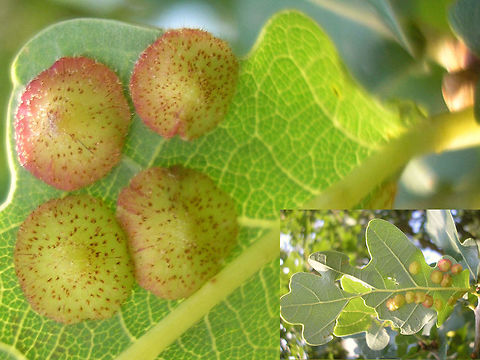 Neuroterus quercusbaccarum - Lentiform galls on Oak Lentiform galls on an Oak leaf caused by the agamic generation of the gall wasp Neuroterus quercusbaccarum Common spangle gall,Cynipidae,Gall,Neuroterus,Neuroterus quercusbaccarum,Oak,Quercus robur,gall wasp