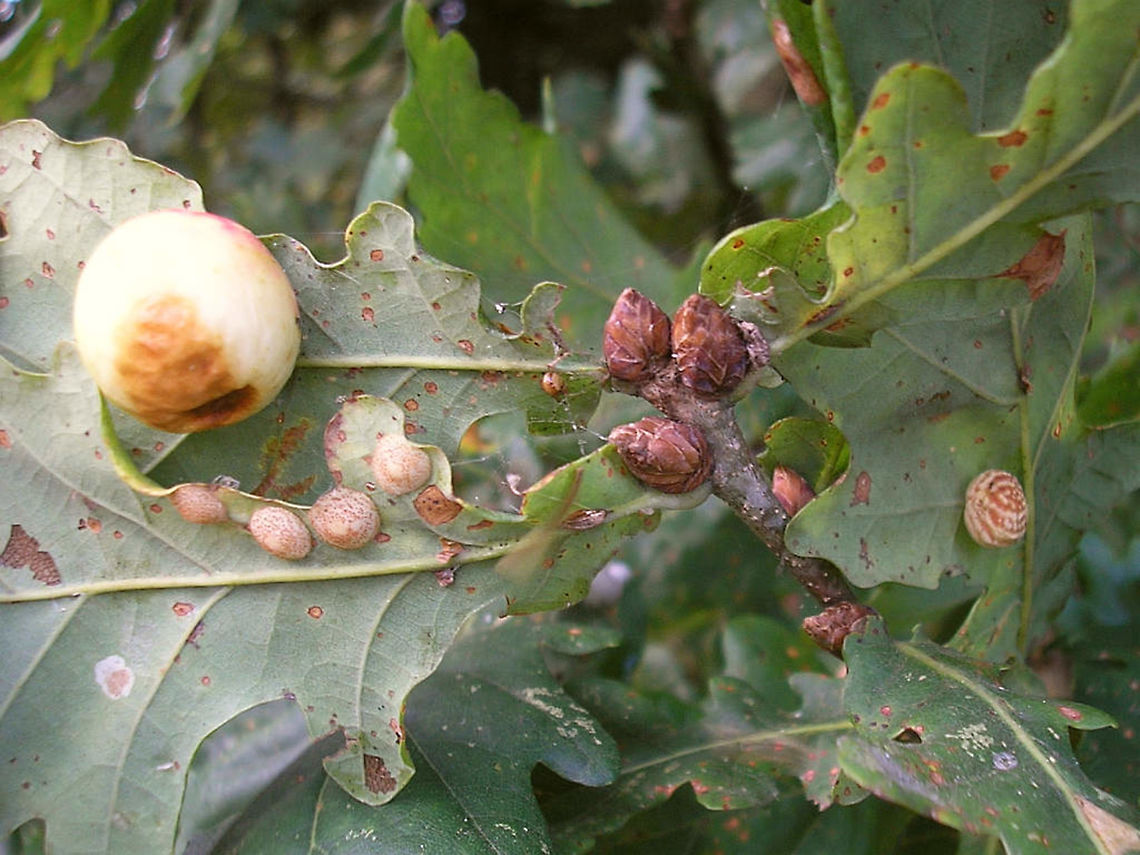 Galls allsorts on oak A nice collection of different galls on oak, all in one shot :o) Andricus foecundatrix,Cynips longiventris,Cynips quercusfolii,English oak,Gall,Gall wasp,Neuroterus quercusbaccarum,Quercus,Quercus robur