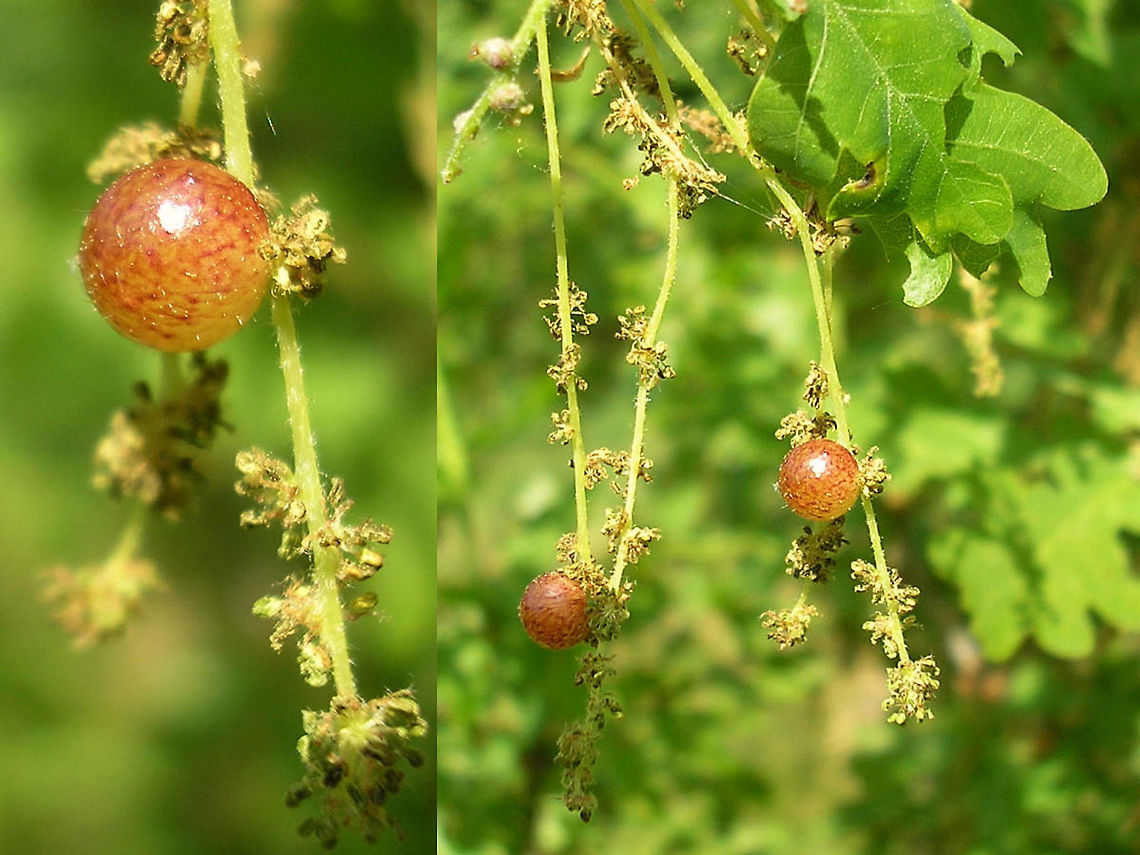 Neuroterus quercusbaccarum - Gall on Oak flower Gall on Oak flower caused by the bisexual generation of the gall wasp Neuroterus_quercusbaccarum Common spangle gall,Cynipidae,Hymenoptera,Neuroterus,Neuroterus quercusbaccarum,Quercus robur,gall,gall wasp