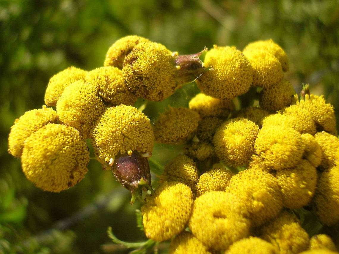 Rhopalomyia tanaceticola - Gall on Tansy flower head  Cecidomyiidae,Diptera,Gall,Rhopalomyia tanaceticola,Tansy,gall midge