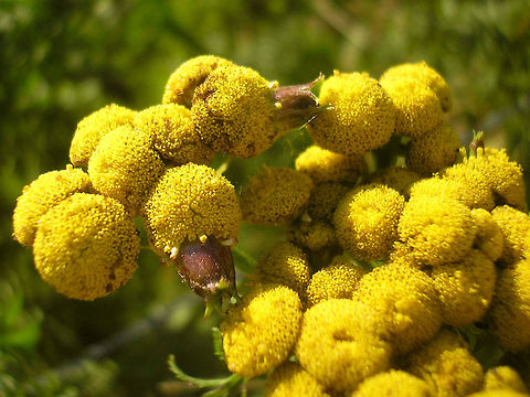 Rhopalomyia tanaceticola - Gall on Tansy flower head  Cecidomyiidae,Diptera,Gall,Rhopalomyia tanaceticola,Tansy,gall midge