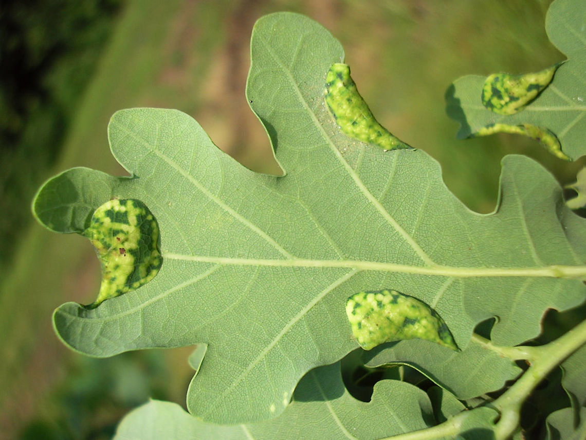 Macrodiplosis pustularis - Gall on oak leaf  Macrodiplosis,Macrodiplosis pustularis,Oak,Quercus robur,gall,gall midge