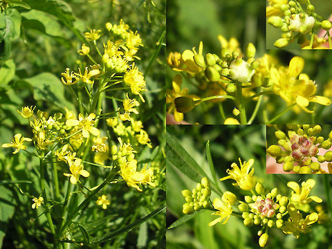 Dasineura sisymbrii - Gall on Yellow Fieldcress  Cecidomyiidae,Dasineura,Dasineura sisymbrii,Rorippa sylvestris,Yellow Fieldcress,gall,gall midge