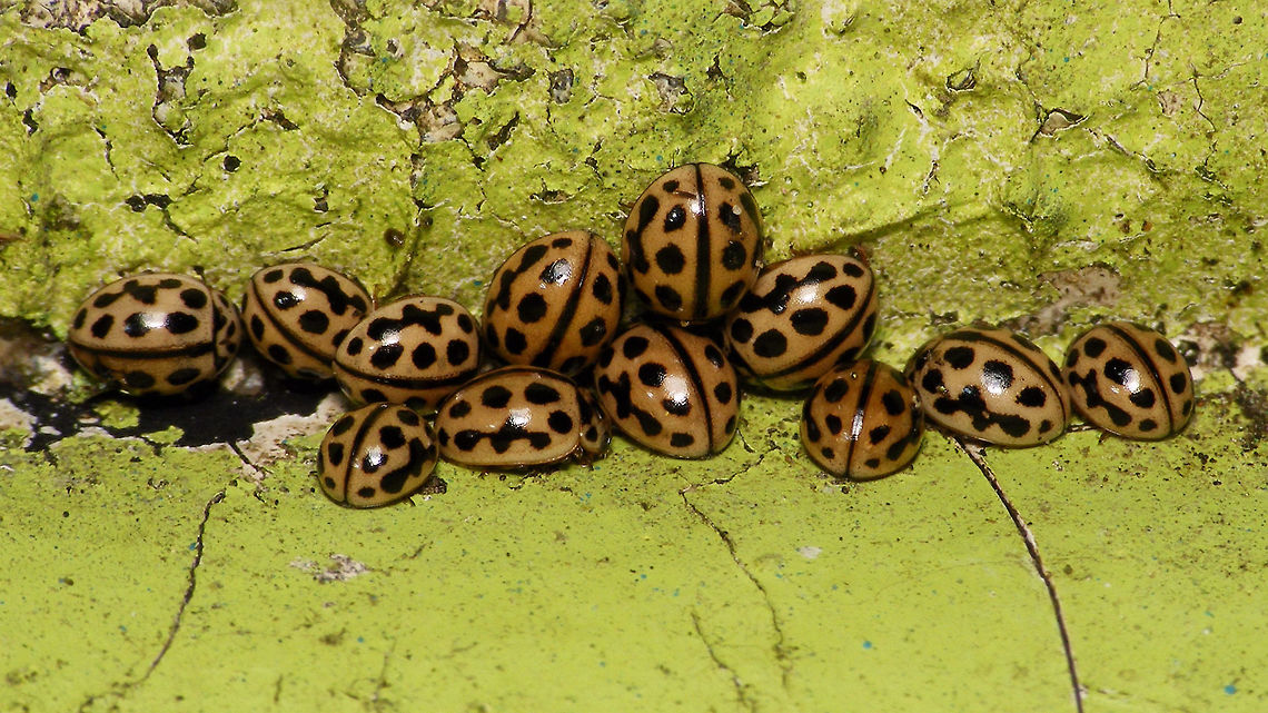 Tytthaspis sedecimpunctata Found around 300 of these tonight hiding in joints in the painted concrete wall of a small tunnel for cyclists<br />
More here:<br />
<figure class="photo"><a href="https://www.jungledragon.com/image/68916/tytthaspis_sedecimpunctata_-_aggregating.html" title="Tytthaspis sedecimpunctata - Aggregating"><img src="https://s3.amazonaws.com/media.jungledragon.com/images/3043/68916_thumb.jpg?AWSAccessKeyId=05GMT0V3GWVNE7GGM1R2&Expires=1759968010&Signature=KKKUOlpyig7wgBkMg%2F4WOGDxGfk%3D" width="200" height="114" alt="Tytthaspis sedecimpunctata - Aggregating Found around 300 of these tonight hiding in joints in the painted concrete wall of a small tunnel for cyclists<br />
More here:<br />
https://www.jungledragon.com/image/68915/tytthaspis_sedecimpunctata.html Aggregating,Coccinellidae,Coccinellinae,Coleoptera,Geotagged,Ladybird,Netherlands,Sixteen-spot Ladybird,Tytthaspis,Tytthaspis sedecimpunctata,nl: Zestienstippelig lieveheersbeestje" /></a></figure><br />
Remark: This image was also used on page 152 in the book &quot;Marienk&auml;fer, Coccinellidae&quot; (5th edition, 2022) by Klausnitzer et al. Die Neue Brehm-B&uuml;cherei, Band 451. <a href="https://www.neuebrehm.de/buecher/766-marienkaefer" rel="nofollow">https://www.neuebrehm.de/buecher/766-marienkaefer</a> Aggregating,Coccinellidae,Coccinellinae,Coleoptera,Geotagged,Ladybird,Netherlands,Sixteen-spot Ladybird,Tytthaspis,Tytthaspis sedecimpunctata,nl: Zestienstippelig lieveheersbeestje