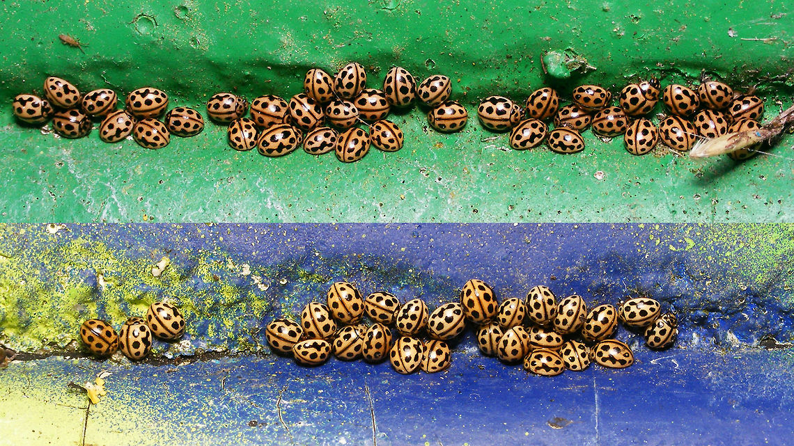 Tytthaspis sedecimpunctata - Aggregating Found around 300 of these tonight hiding in joints in the painted concrete wall of a small tunnel for cyclists<br />
More here:<br />
<figure class="photo"><a href="https://www.jungledragon.com/image/68915/tytthaspis_sedecimpunctata.html" title="Tytthaspis sedecimpunctata"><img src="https://s3.amazonaws.com/media.jungledragon.com/images/3043/68915_thumb.jpg?AWSAccessKeyId=05GMT0V3GWVNE7GGM1R2&Expires=1759968010&Signature=zEPo05asqDMP3xxmawW80K590HY%3D" width="200" height="114" alt="Tytthaspis sedecimpunctata Found around 300 of these tonight hiding in joints in the painted concrete wall of a small tunnel for cyclists<br />
More here:<br />
https://www.jungledragon.com/image/68916/tytthaspis_sedecimpunctata_-_aggregating.html<br />
Remark: This image was also used on page 152 in the book &quot;Marienk&auml;fer, Coccinellidae&quot; (5th edition, 2022) by Klausnitzer et al. Die Neue Brehm-B&uuml;cherei, Band 451. https://www.neuebrehm.de/buecher/766-marienkaefer Aggregating,Coccinellidae,Coccinellinae,Coleoptera,Geotagged,Ladybird,Netherlands,Sixteen-spot Ladybird,Tytthaspis,Tytthaspis sedecimpunctata,nl: Zestienstippelig lieveheersbeestje" /></a></figure> Aggregating,Coccinellidae,Coccinellinae,Coleoptera,Geotagged,Ladybird,Netherlands,Sixteen-spot Ladybird,Tytthaspis,Tytthaspis sedecimpunctata,nl: Zestienstippelig lieveheersbeestje