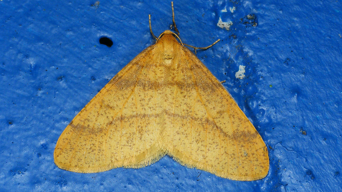 Agriopis aurantiaria - pale male  Agriopis,Agriopis aurantiaria,Geometridae,Lepidoptera,Scarce umber