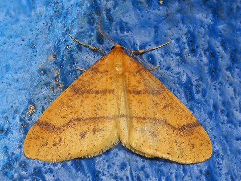 Agriopis aurantiaria - male  Agriopis,Agriopis aurantiaria,Geometridae,Lepidoptera,Scarce umber