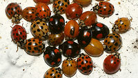 Harmonia axyridis - Aggregating A In fall Harlequin ladybirds try to find a good shelter for winter and form huge aggregations. Here are a few groups that aggregated behind the shutters of a mansion in the Dutch Hoge Veluwe district. A few fairly small groups behind every shutter, but at least around a thousand beetles in total.<br />
Here's another one of the groups:<br />
https://www.jungledragon.com/image/69141/dscf9866_hd.html Aggregating,Coccinellidae,Coccinellinae,Coccinellini,Coleoptera,Harlequin Ladybird,Harmonia,Harmonia axyridis,Ladybird,nl: Aziatisch lieveheersbeestje
