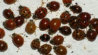 Harmonia axyridis - Aggregating B In fall Harlequin ladybirds try to find a good shelter for winter and form huge aggregations. Here are a few groups that aggregated behind the shutters of a mansion in the Dutch Hoge Veluwe district. A few fairly small groups behind every shutter, but at least around a thousand beetles in total.  <br />
Here's another one of the groups:<br />
https://www.jungledragon.com/image/69140/dscf9848_hd.html Aggregating,Coccinellidae,Coccinellinae,Coccinellini,Coleoptera,Harlequin Ladybird,Harmonia,Harmonia axyridis,Ladybird,nl: Aziatisch lieveheersbeestje